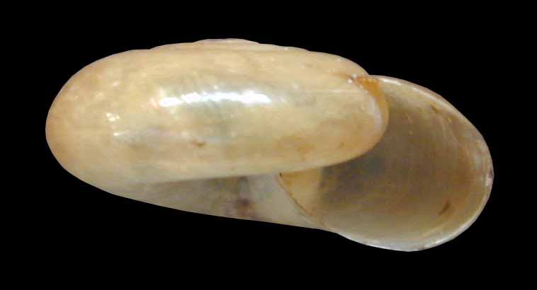 VA_LandSnails